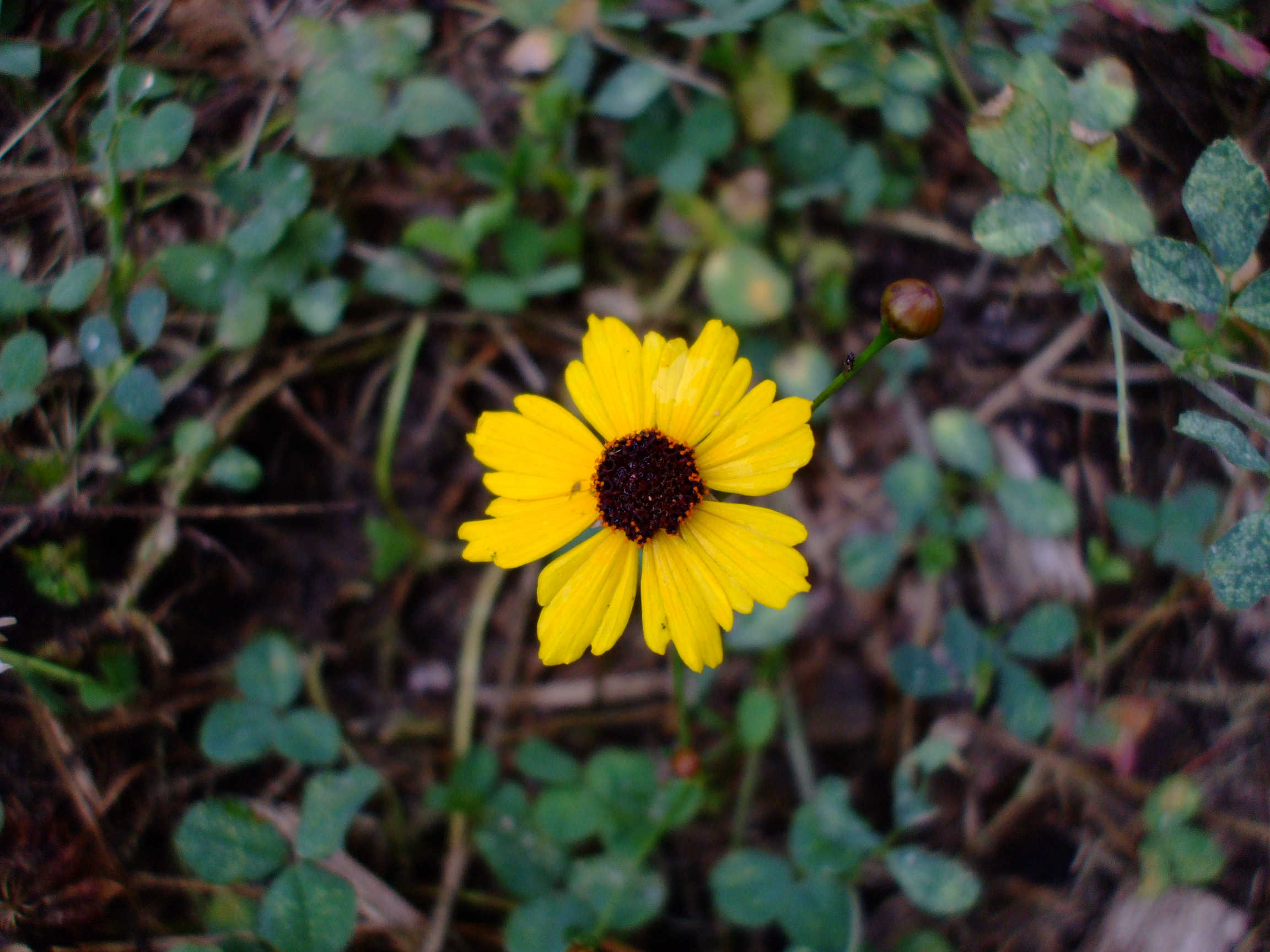 Coreopsis leavenworthii